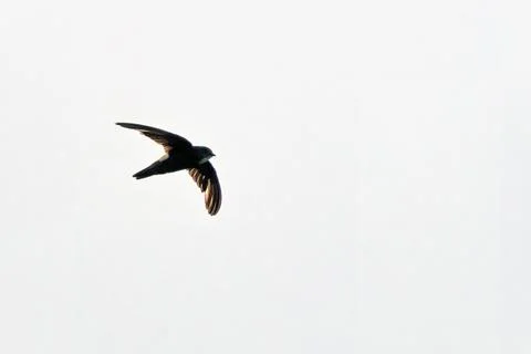 A swift soars overhead with wings swept back against a bright, pale sky. Stock Photos