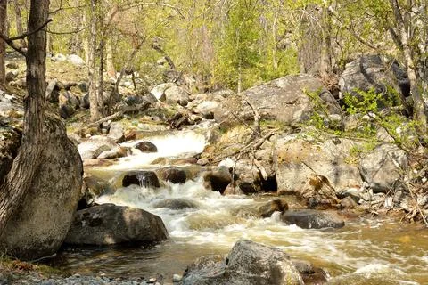 A swift stormy stream flows down from the mountains through the spring fore.. Stock Photos