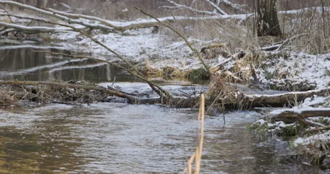 A swift stream in the forest, winter 4K Stock Footage 170600180
