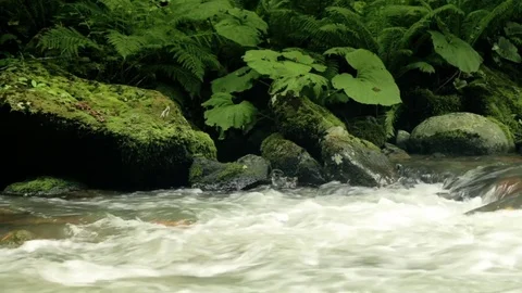 A swift stream running along the green vegetation on the shore Stock Footage 78091882