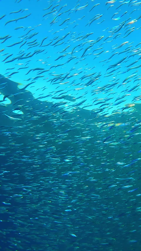 Swift stream of Silversides Atherina quickly swims away escaping predators Stock Footage 320609992