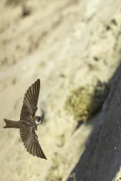 Swift swallow in flight capturing insects near rocky terrain during sunny d.. Stock Photos