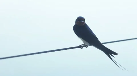 Swift on wire 스톡 동영상 40605004