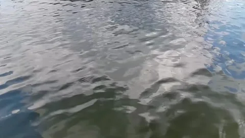 Swift1 動画素材 308703654