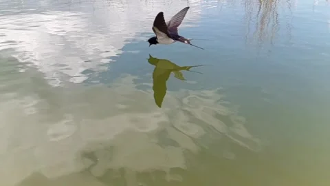 Swift2 動画素材 308703743