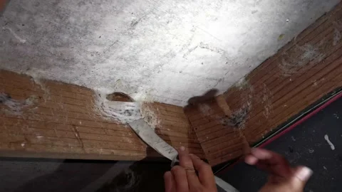 Swiftlets Nest Harvesting Stock Footage 204780853