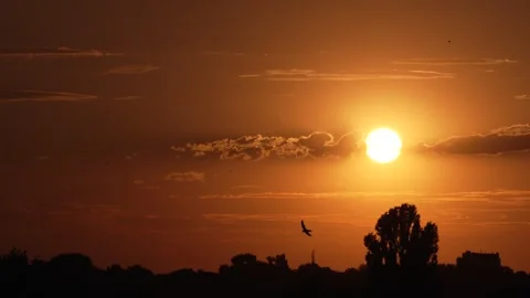 Swifts Dancing at Sunset Stock Footage 337121550