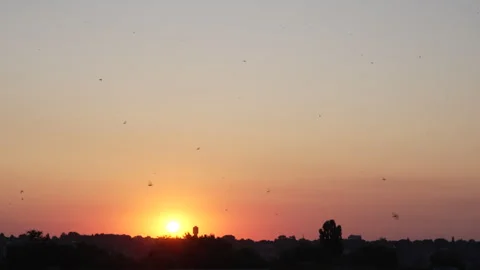 Swifts fly against the backdrop of the setting sun Stockbeeldmateriaal 341155127