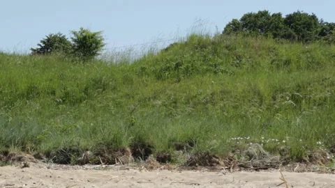 Swifts fly in the field Video stock 120832726