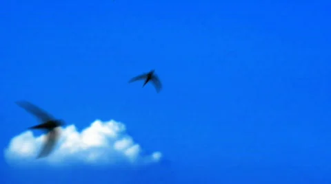 Swifts Stock Footage 536921