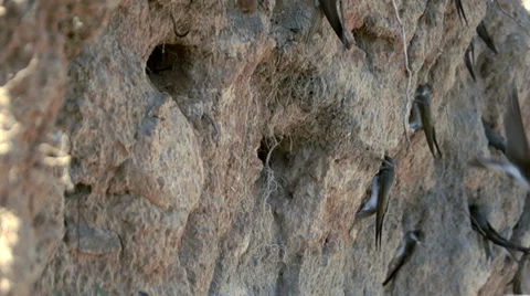 Swifts  not got into the mink Video stock 38706331