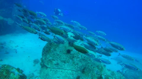 Swim along with a large school of fish Stock Footage 97940486