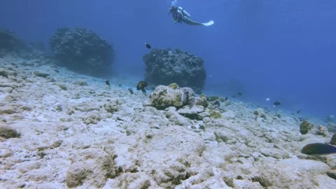 Swim around moving forward movement look out to a female scuba diver on top far  Stock Footage 260238666