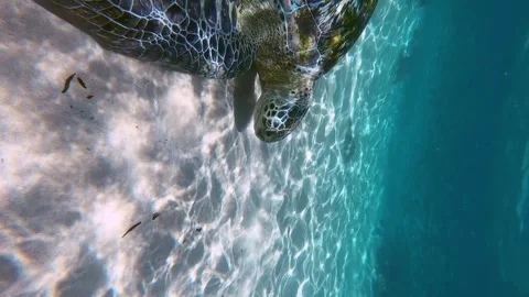 Swim around turtle Stock Footage 263936665