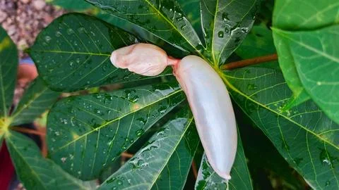Swim bladder aids depth control in fish Stock Photos