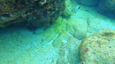 Swim dive down around to blue ocean underwater world with close up colorful Mont Stock-Footage 279142530