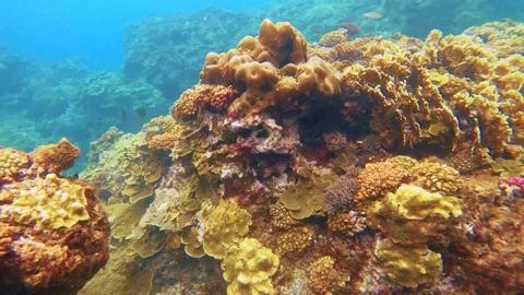 Swim dive down to the blue ocean underwater world with close up colorful Montipo Stock-Footage 279142087