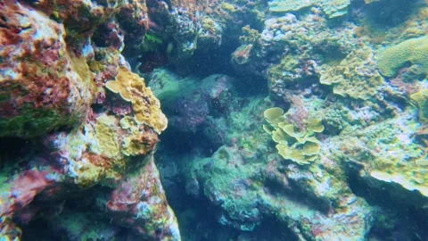 Swim dive down to the blue ocean underwater world with close up colorful Montipo Stock Footage 279142525