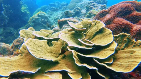 Swim dive down to the blue ocean underwater world with close up colorful Montipo Stock-Footage 279142987