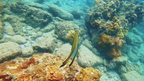 Swim dive down to the blue ocean underwater world with coral and white sandy bot Stock Footage 279153025