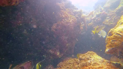 Swim dive down to the white sandy bottom around coral reef rock gap open tunnel  Stock-Footage 279144668