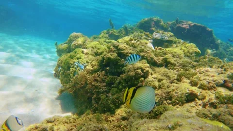 Swim diving down to the coral reef rock on white sandy bottom in ripple tides wa Stock Footage 279143448