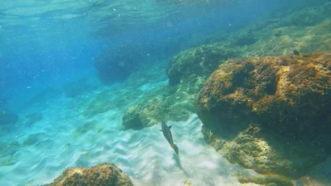 Swim diving down to the coral reef rock on white sandy bottom in ripple tides wa Stock Footage 279143449