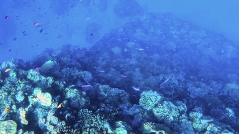 Swim down over look at the bottom of the ocean from reef with various corals and Stock Footage 279144058