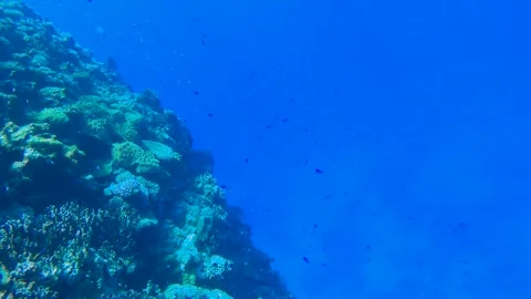 Swim down over look at the bottom of the ocean with various corals and blue oran Stock Footage 279144268