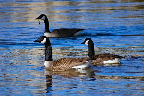 A Swim-By Feeding Stock Photos