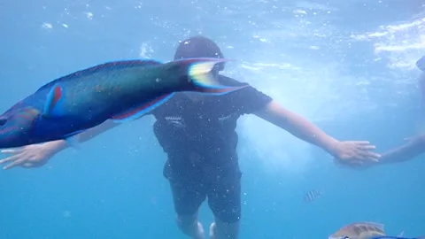 Swim with Fish 2 Stock Footage 245213855