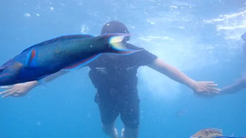 Swim with Fish Stock Footage 245210575