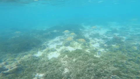 Swim with group of Manini or Convict Surgeonfish with algae white sand seabed bo Stock Footage 252178030