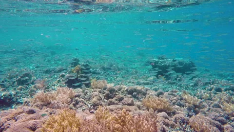 Swim just below water surface. Seascape with colorful corals and tropical fish Stock Footage 135740507