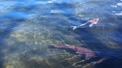Swim of koi fish in crystal-clear water, traditional Japanese symbol of serenity Stock Footage 303880191