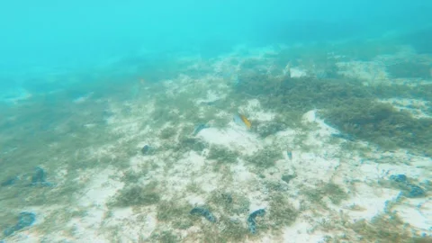 Swim with Manini or Convict Surgeonfish butterflyfishes with algae white sand be Stock Footage 252178482