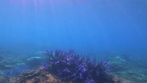 Swim moving forward close up to stress blue lavender finger branching Staghorn c Stock Footage 242329109