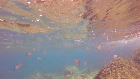 Swim Multiple Color Fish Stock Footage 135545417