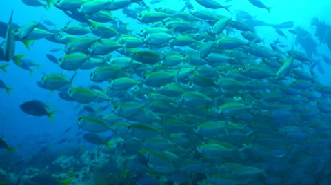 Swim with school of fish Video stock 33105465