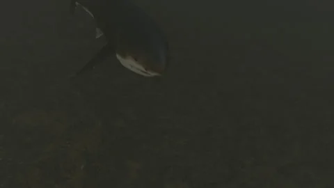Swim with Sharks Stock Footage 157032766