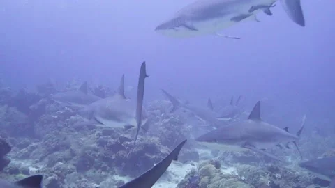 Swim With Sharks 库存影片 161853462