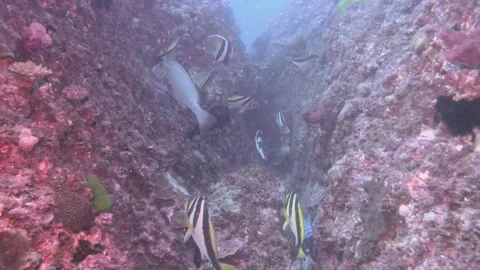 Swim through with reef fish Stock Footage 150471309