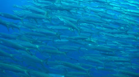 Swim through school of barracuda Video stock 33072662