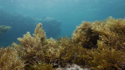 Swim through Seagrass Reef Reveal Stock Footage