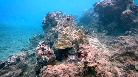 Swim through ulua reef 库存影片 129535850