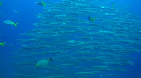 Swim towards large school of barracuda Stock Footage 33070257