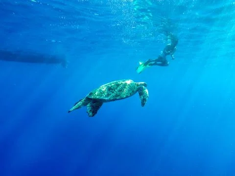 Swim with turtle Stock Photos