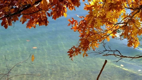 Swim in Walden Pond in the fall Stock Footage 171378239