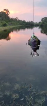 Swimbait at sunset Foto stock