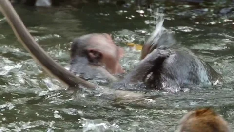 Swiming Monkey Stock Footage 83530546